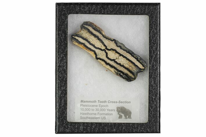 Mammoth Molar Slice With Case - South Carolina #106437